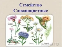 Найбільші квіти із сімейства айстрових айстрових