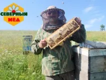 правилните пчели правилните пчели