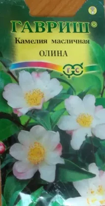 камелия дача