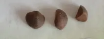 камелия семена