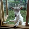 търсене кожа