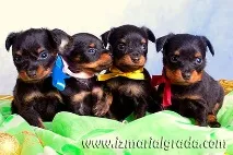 клас домашни любимци