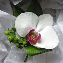 бяла бяла