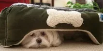 мудно куче