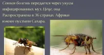 Сонна хвороба (африканський трипаносомоз) симптоми, збудник сонна