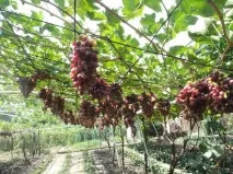 Сорт винограду кишмиш променистий відгуки та опис опис