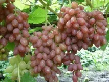 Сорт винограду кишмиш променистий відгуки та опис винограду