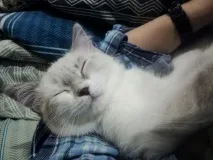 „Виждате задушава куче