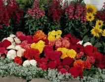 Створення багаторічної клумби схеми, вибір квітів, поради схеми