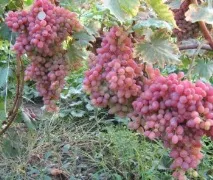 Сорт винограду кишмиш променистий відгуки та опис винограду