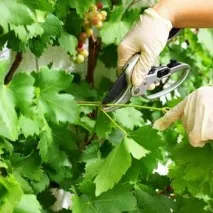 Сорт винограду кишмиш променистий відгуки та опис променистий