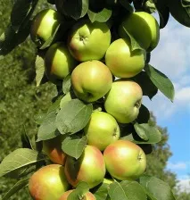 сорт ябълка
