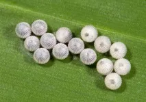 caligo caterpillar