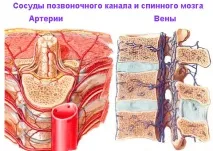 гръбначен гръбначния