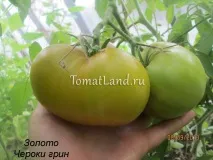 Томат Чероки Грін опис сорту, відгуки, фото, врожайність чероки