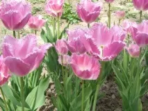 височина сантиметра лалетата
