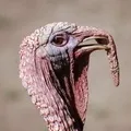патица червена