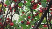 както обикновено сладко