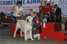 ЧУДОВИЙ ЧЕМПІОН СЕРЕДНЕАЗІАТСЬКОЇ ВІВЧАРКИ – ТЕПЕР У КРАСНОЯРСЬКУ! тепер