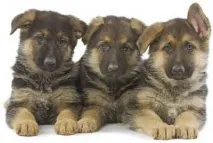 canin храна