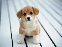 изберем canin