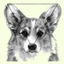 корги корги