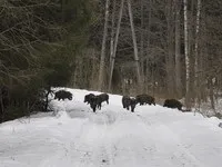 виштинецкое Калининградска област