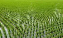 Види рису та калорійність калорійність