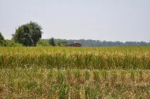 Види рису та калорійність види