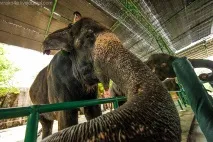 Навколо кульки - Blog Archive - голодні слони кульки