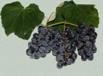 ізабелла