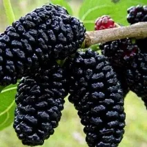 Mulberry Wine черница