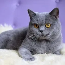 Висловухі коти британці та шотландці чим відрізняються породи шотландці