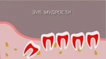 мъдростта