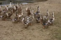 патица башкирската