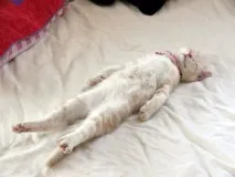 всички всички