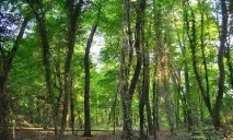 Самурський ліс у Дагестані опис, рослинність та відгуки рослинність