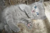 Найдешевші кошенята - Жива природа найдешевші
