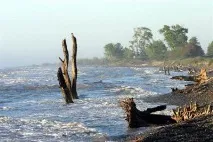 Самурський ліс у Дагестані опис, рослинність та відгуки самурський