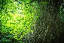 Самурський ліс у Дагестані опис, рослинність та відгуки рослинність