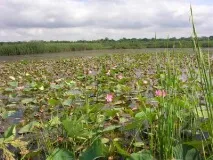 Самурський ліс у Дагестані опис, рослинність та відгуки дагестані