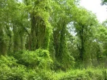 Самурський ліс у Дагестані опис, рослинність та відгуки дагестані