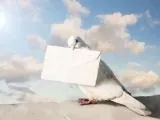 Загадка століття голубів