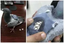Загадка століття загадка
