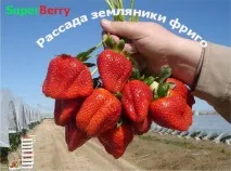 ферма елитни