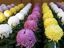 Хризантеми посадка, вирощування, догляд посадка