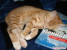 Я - не ледар! Я-князь дивана ледар