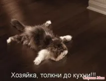Я - не ледар! Я-князь дивана ледар