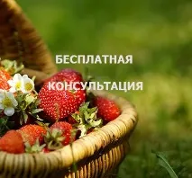 елитни ферма