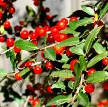 Хвойні та листяні вічнозелені дерева та чагарники листяні